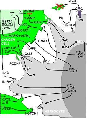 Reactive Astrocytes in Brain Metastasis